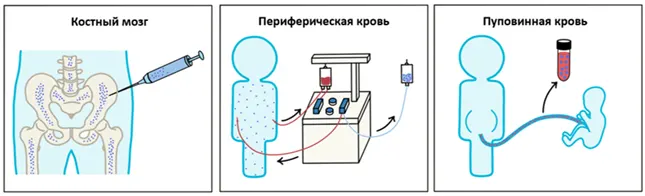 Источники стволовых клеток